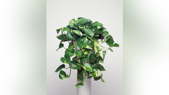 13 great house plants to improve the air quality in your home, according to science