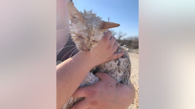 Cat named ‘Nado’ pulled from rubble of Jacksboro animal shelter