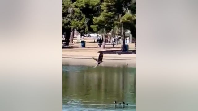 Watch as a young Bald eagle goes fishing in Scottsdale