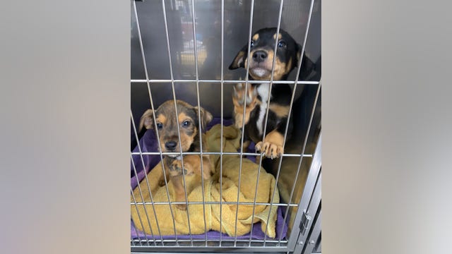 Bastrop County Animal Shelter holding special puppy adoption event