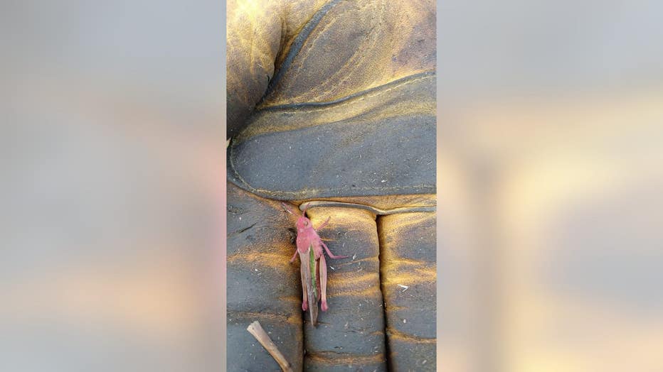 Dirk Parker told Fox News that he felt like he won the lottery when he found this rare insect. (Dirk Parker)
