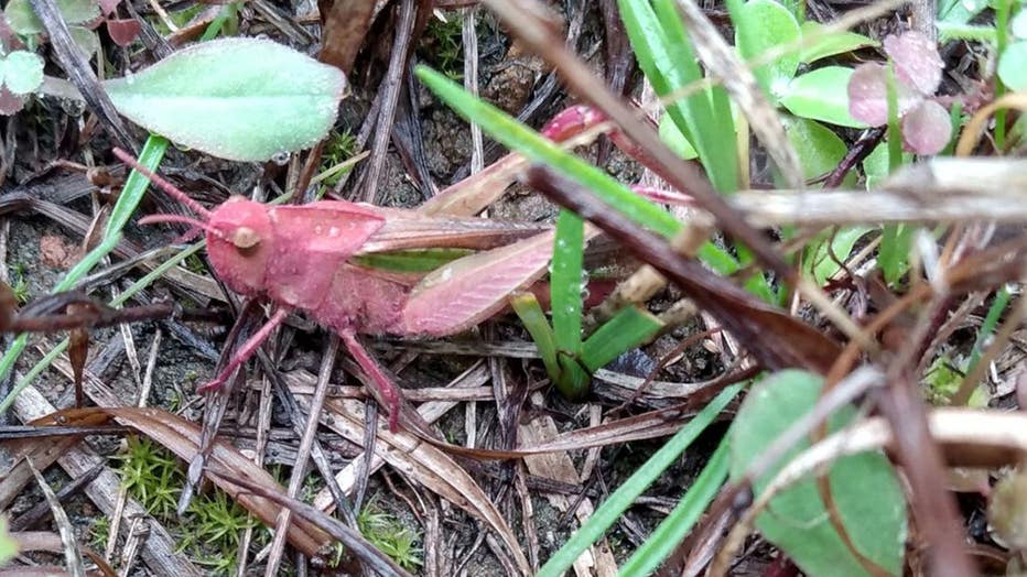 Pink grasshoppers are easily spotted due to their bright colors, which makes them easy prey for predators. (Dirk Parker)