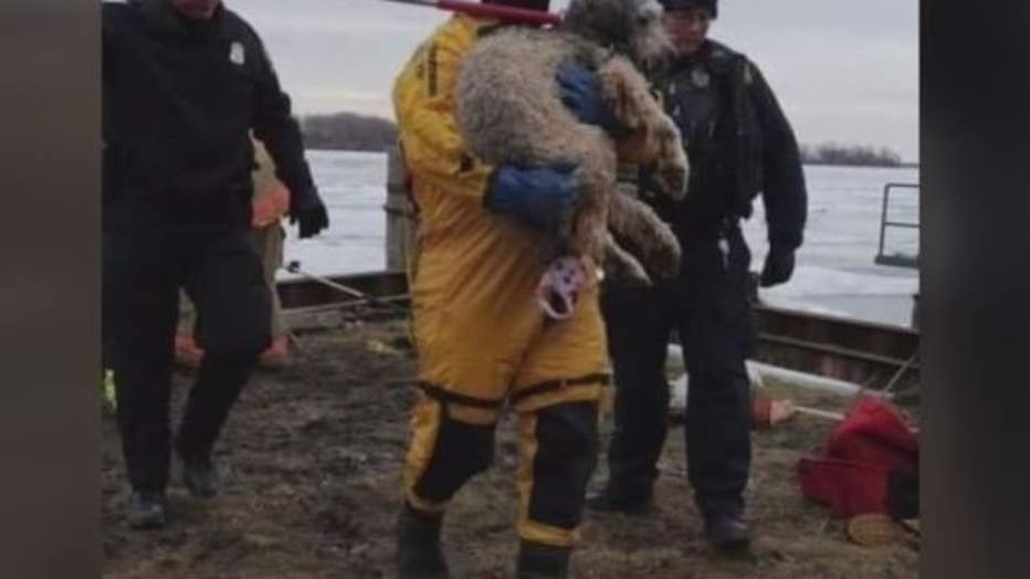 dog-rescue2.jpg