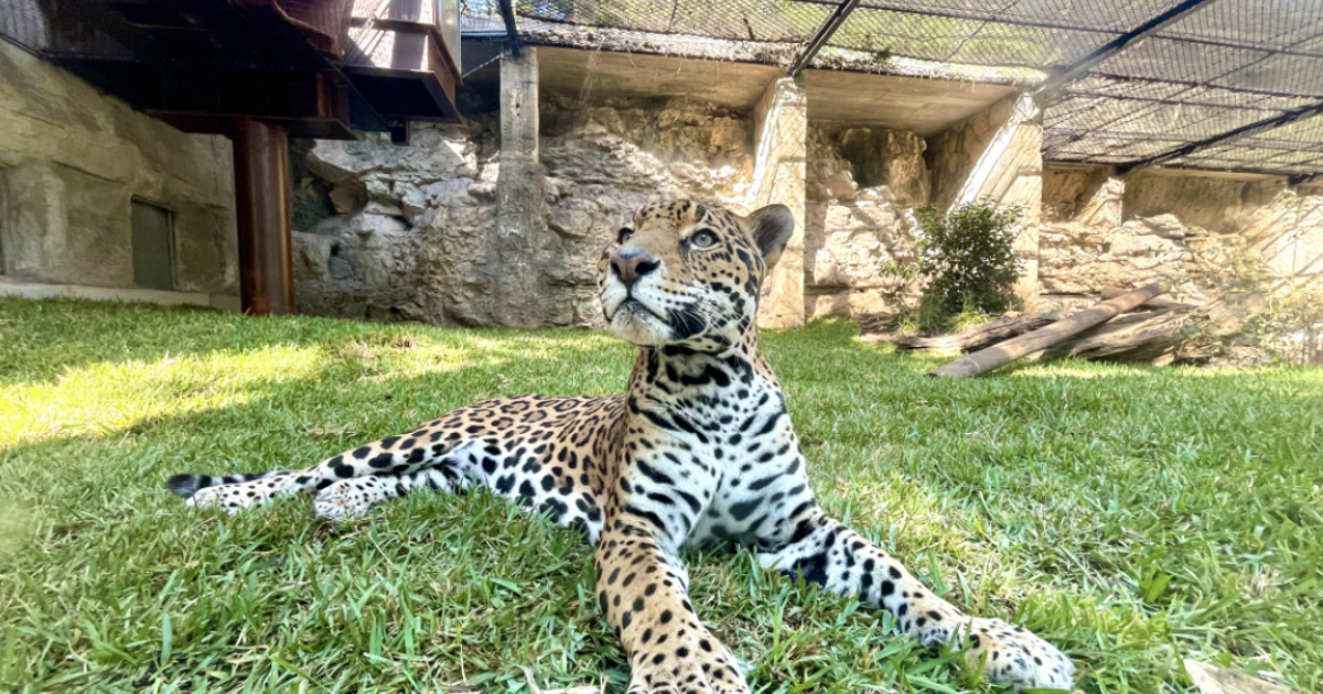 San Antonio Zoo offering free admission to military children on April ...