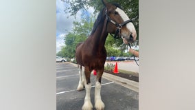 Clydesdale horses visit St. David's Round Rock Medical Center employees