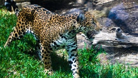 San Antonio Zoo welcomes new jaguar Frida, cubs may be coming soon