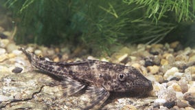 Invasive Suckermouth Catfish continue to swim in San Marcos rivers