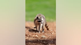 Multiple University of Texas students bitten by raccoons