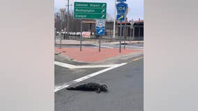 Long Island cops corral slippery seal out on the town