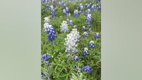 Photos show rare 'albino' bluebonnets in Texas Hill Country