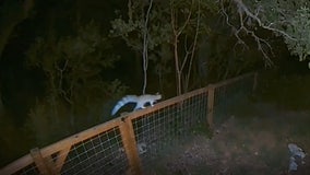 Video captures mysterious animal in Austin backyard