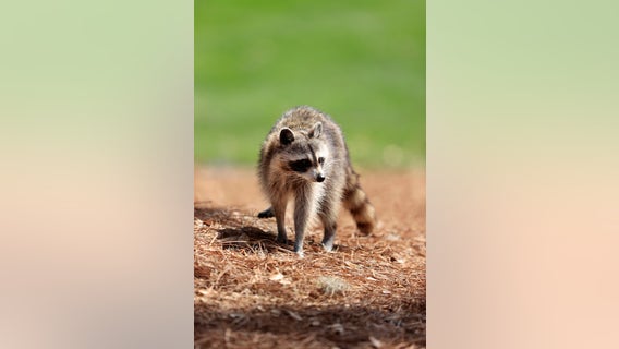 Multiple University of Texas students bitten by raccoons