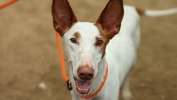 Animals seized from Liberty Hill home now available for adoption