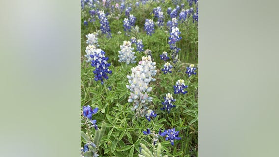 Photos show rare 'albino' bluebonnets in Texas Hill Country