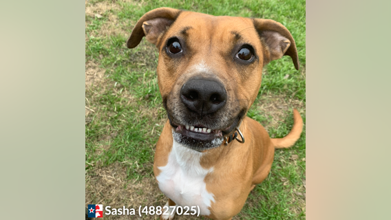 Hays County Commissioners receive animal feasibility study update