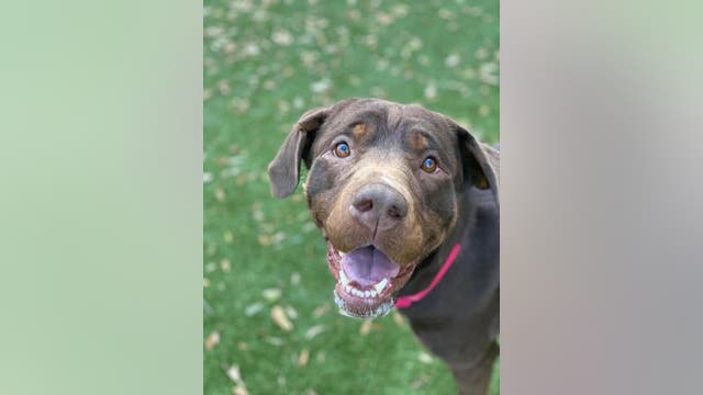 Austin Animal Center celebrating National Adopt a Shelter Pet Day with waived adoption fees