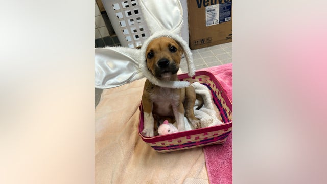 Austin Pets Alive! in need of adopters, fosters for 20 canine parvovirus survivors