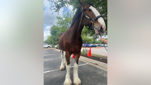 Clydesdale horses visit St. David's Round Rock Medical Center employees