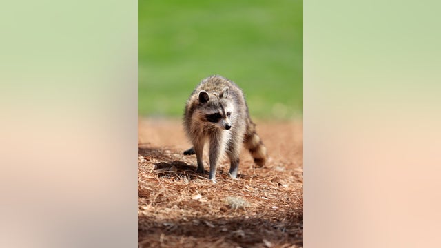 Multiple University of Texas students bitten by raccoons