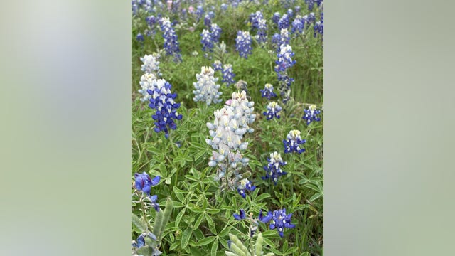 Photos show rare 'albino' bluebonnets in Texas Hill Country