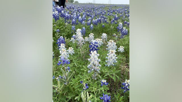 'Rare' albino bluebonnets spotted again in Burnet County state park
