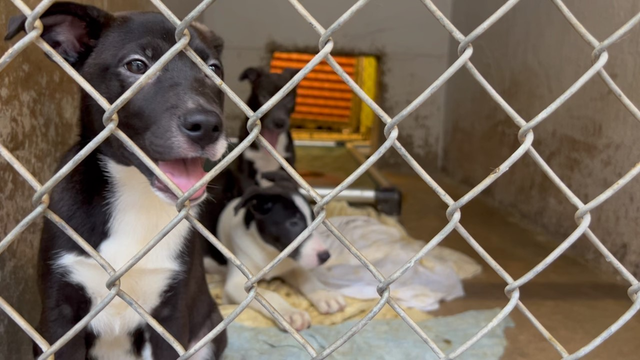 46 puppies adopted from Austin Pets Alive! in one week