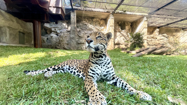 San Antonio Zoo offering free admission to military children on April 20