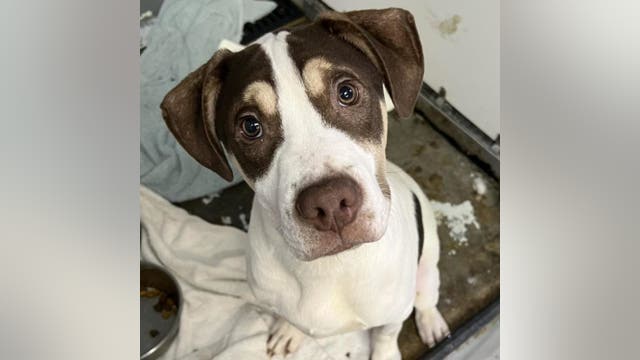 Austin Pets Alive! asks people to foster dogs Feb. 1 due to power outage