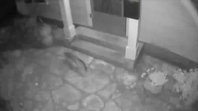 Video shows mysterious animal passing by Austin home