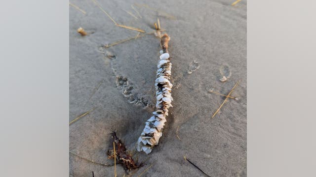 Padre Island National Seashore gives information on plumed worm