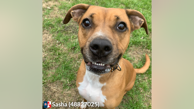 Hays County Commissioners receive animal feasibility study update