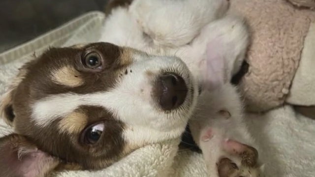 Austin Pets Alive! waiving adoption fees for canine parvovirus survivors