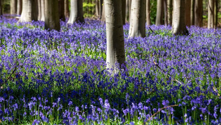 Belgium bluebells