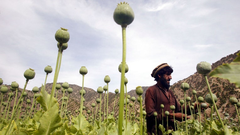 Poppy Fields in the Tora Bora Region of Afghanistan