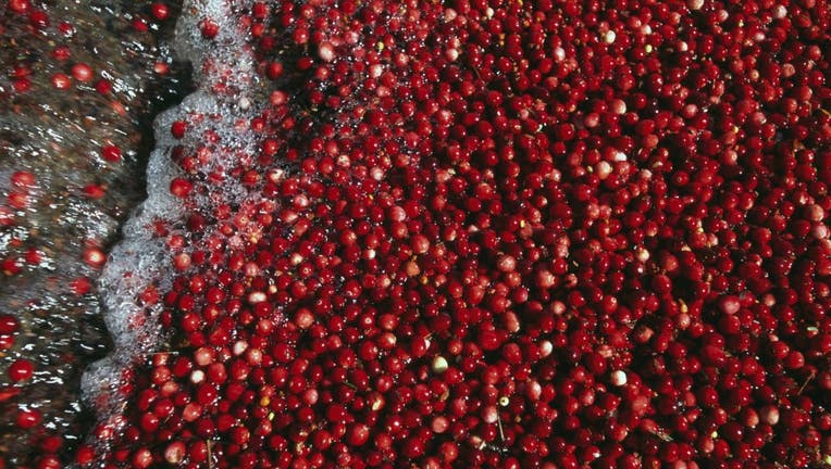Harvest of cranberries, flooded bog, Massachusetts