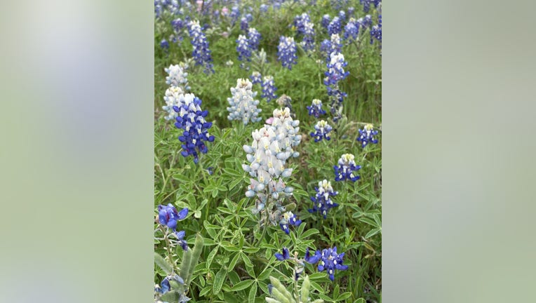 According to Kelsey Perry, the white bluebonnets are in her dad's cattle pasture, on the east side of 130 and Von Quintus Road in Elroy, Texas.