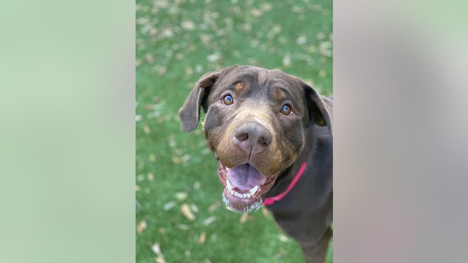 Austin Animal Center celebrating National Adopt a Shelter Pet Day with waived adoption fees Austin Animal Center celebrating National Adopt a Shelter Pet Day with waived adoption fees