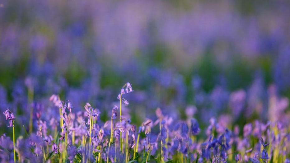 Belgium-bluebells-III.jpg