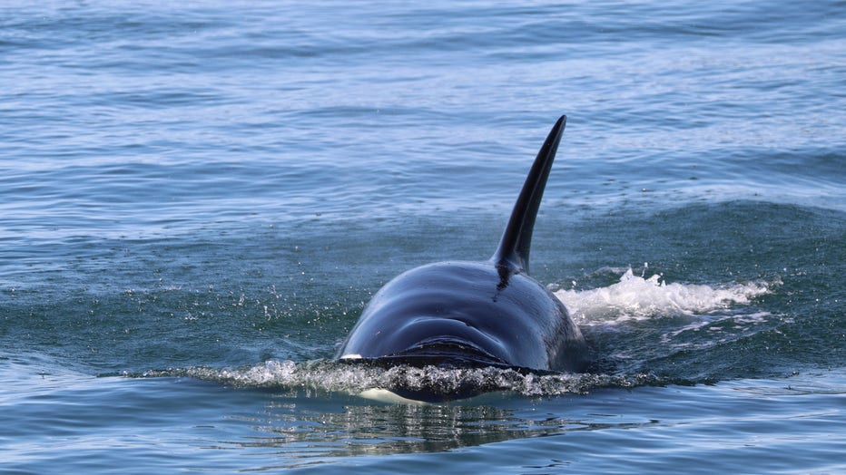 Bigg's killer whale hunting