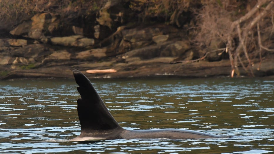 Orca-Chainsaw.jpg