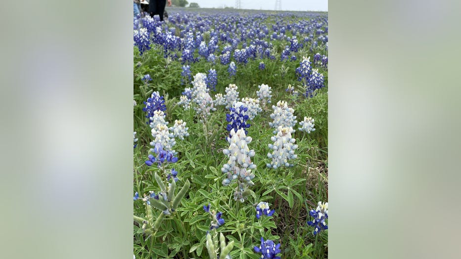 According to Kelsey Perry, the white bluebonnets are in her dad's cattle pasture, on the east side of 130 and Von Quintus Road in Elroy, Texas.