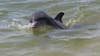 'Aggressive' dolphin at North Padre Island prompts NOAA to send out warning to beachgoers