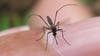 Mosquito in Georgetown tests positive for West Nile virus; crews to start mosquito control