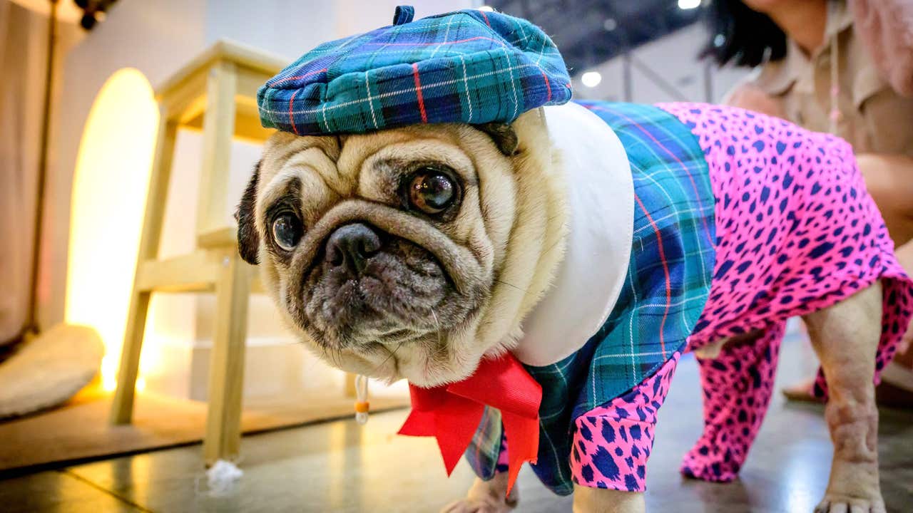 pug congested