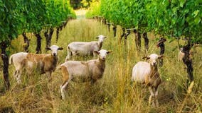 Saving your wine one bite at a time: Oregon winery uses goats to fend off wildfires