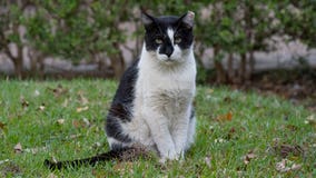 Domino, beloved UT Austin campus cat, dies