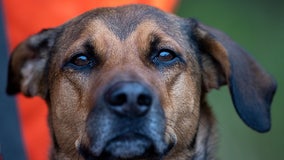 Georgetown fire stations now have microchip scanners for lost pets