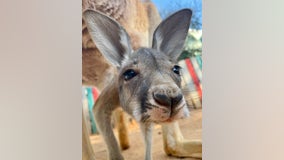 San Antonio Zoo celebrates recent baby boom on Mother's Day weekend