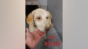 Lakeway abandoned dogs healing; police search for animal cruelty suspect