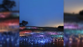 Immersive light installation to debut at Lady Bird Johnson Wildflower Center